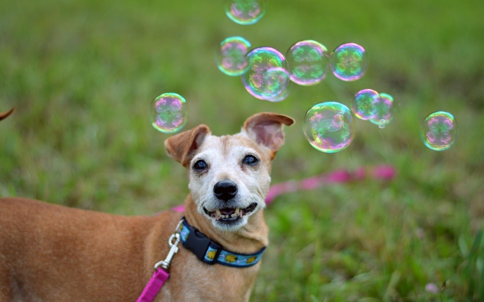 Chorzowskie schronisko potrzebuje wsparcia! Trwa zbiórka na rzecz schorowanych zwierząt