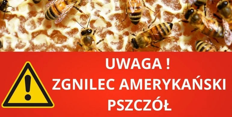 Zgnilec amerykański pszczół na terenie Żor