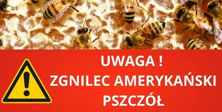 Zgnilec amerykański pszczół na terenie Żor