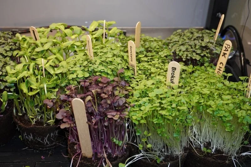 W Szkole Podstawowej nr 16 pojawiła się farma wertykalna [ZDJĘCIA]