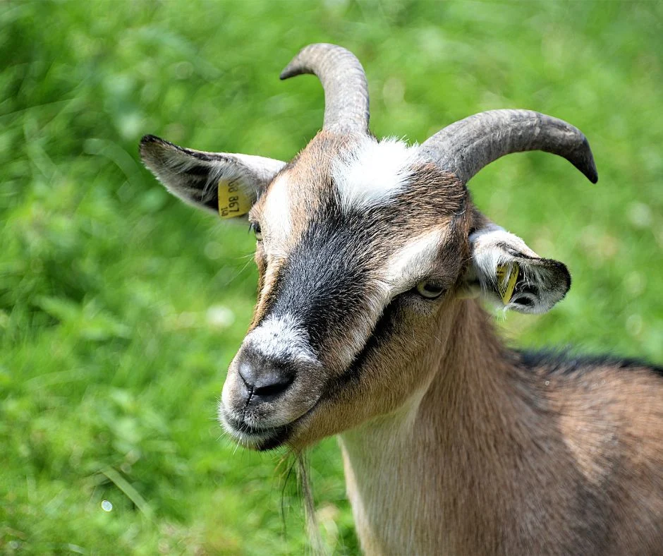 Świętochłowice. Urząd Miasta poszukuje właściciela... kozy
