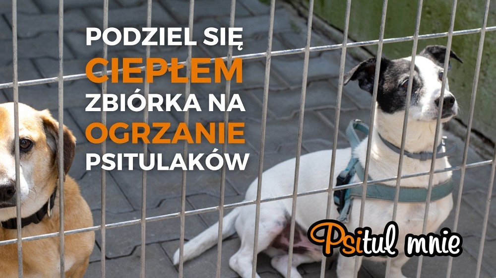 Schronisko dla Bezdomnych Zwierząt w Zabrzu nie ma pieniędzy na ogrzewanie. Trwa zbiórka!