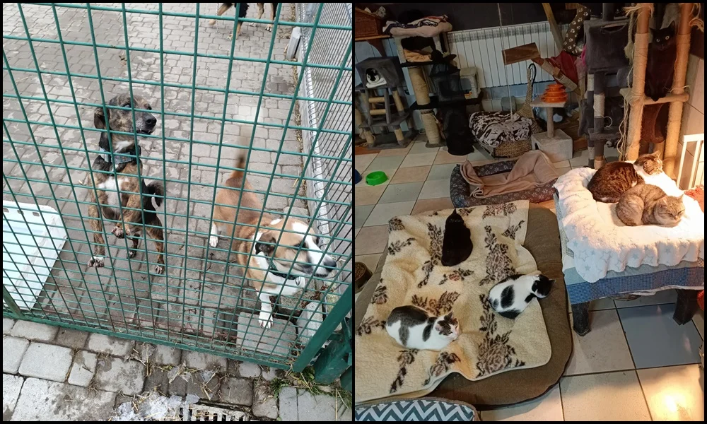 TOZ "Fauna" przygotowuje się do zimy. Jak wygląda obecna sytuacja schroniska?