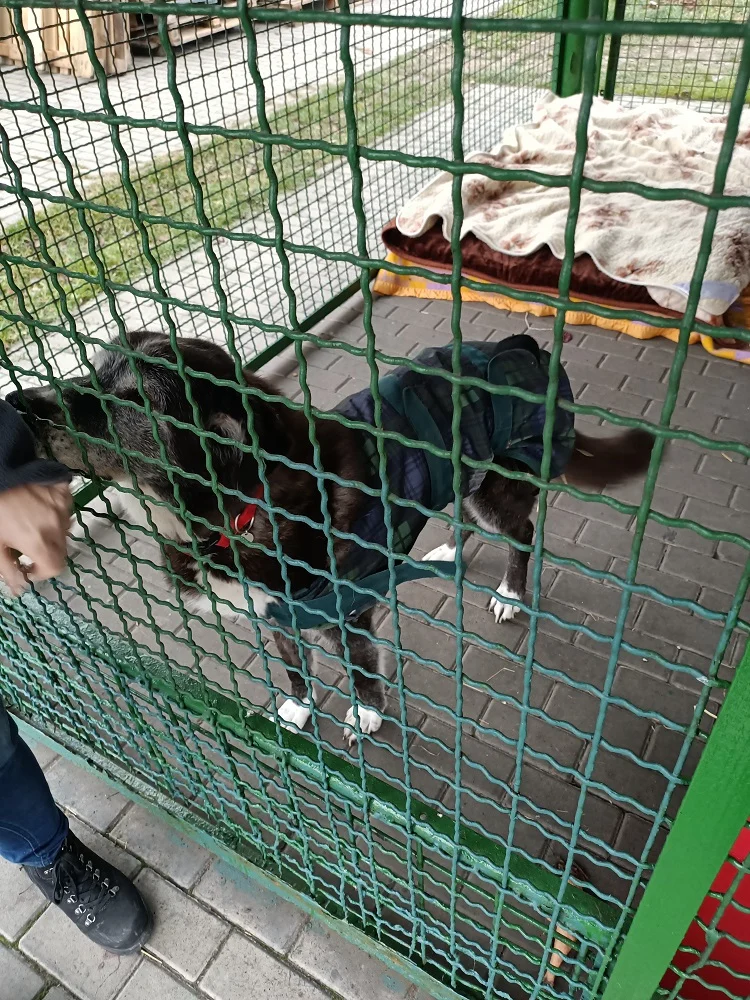 TOZ "Fauna" przygotowuje się do zimy. Jak wygląda obecna sytuacja schroniska?