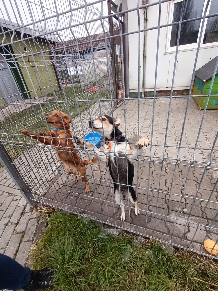 TOZ "Fauna" przygotowuje się do zimy. Jak wygląda obecna sytuacja schroniska?