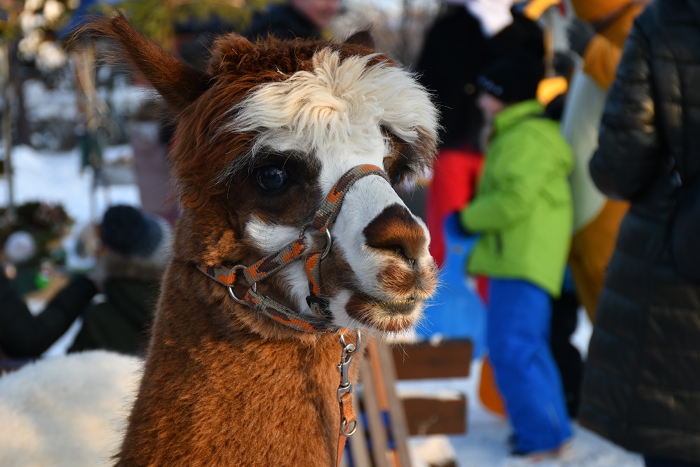 Świąteczne Kochłowice 20