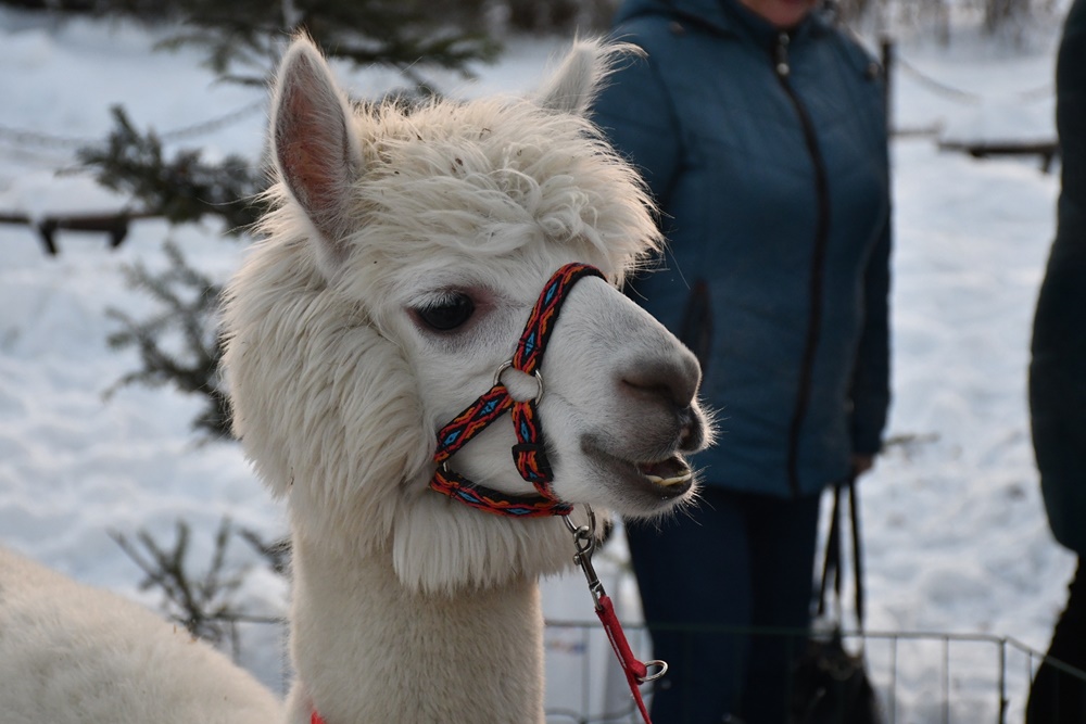 Świąteczne Kochłowice 39