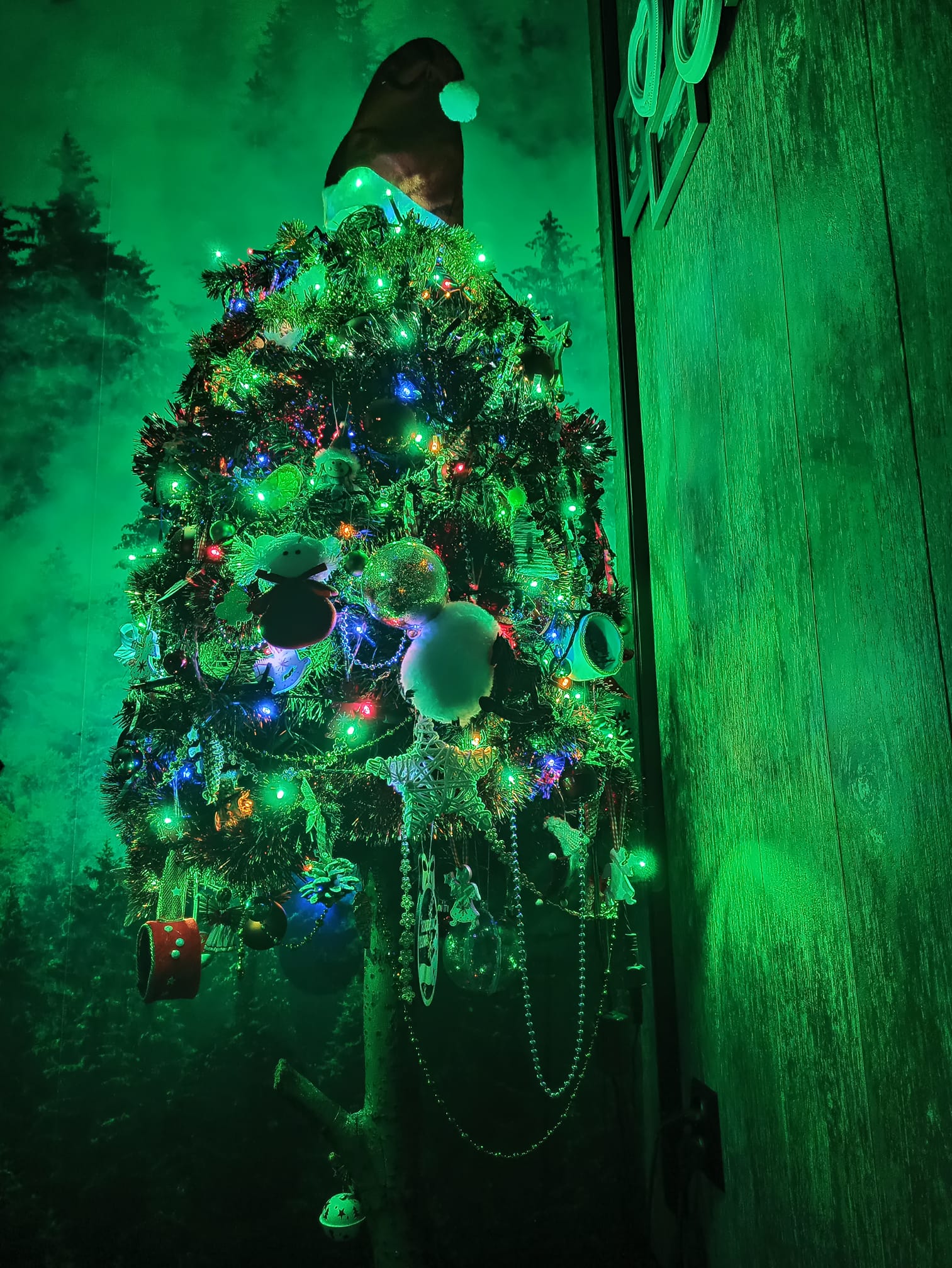 Czar świątecznego drzewka 31