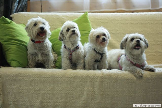 Po czym poznamy dobry hotel dla psów?