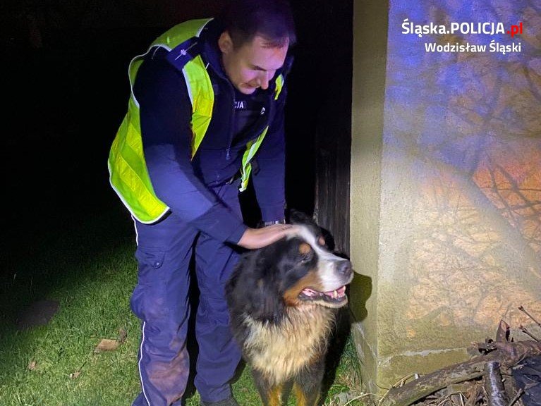 Policjanci z wodzisławskiej drogówki pomogli psu, który błąkał się po Marklowicach