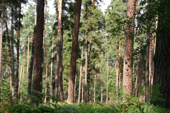 Wyłożenie do publicznej wiadomości "Projektu Planu Urządzenia Lasu"