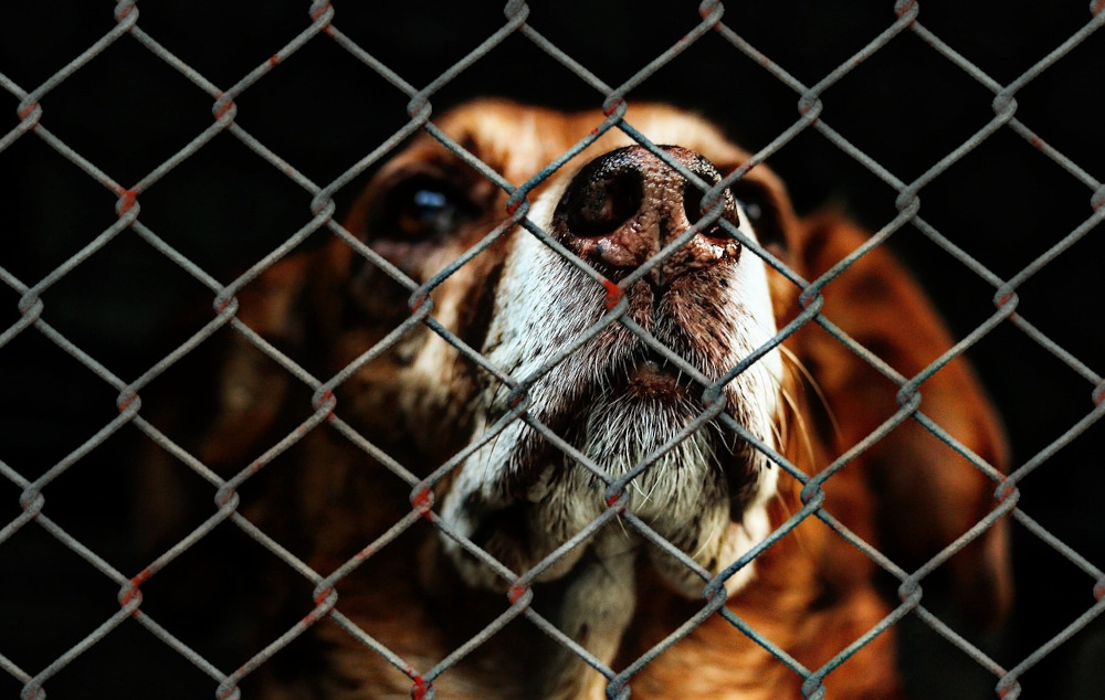 Charytatywny Zlot Samochodów i świąteczna zbiórka dla zwierzaków