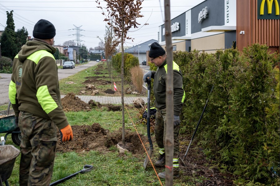 Pół tysiąca drzew do końca roku