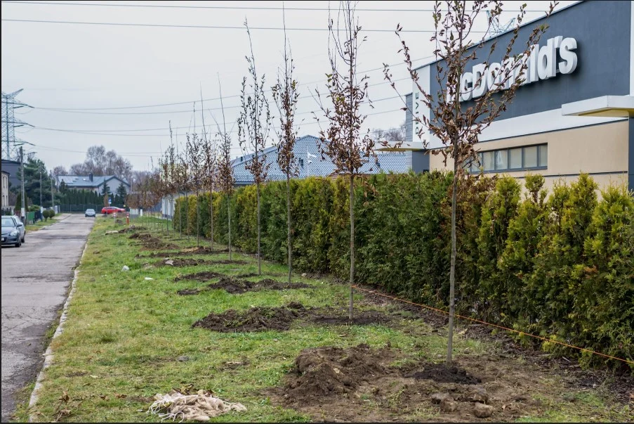 Pół tysiąca drzew do końca roku