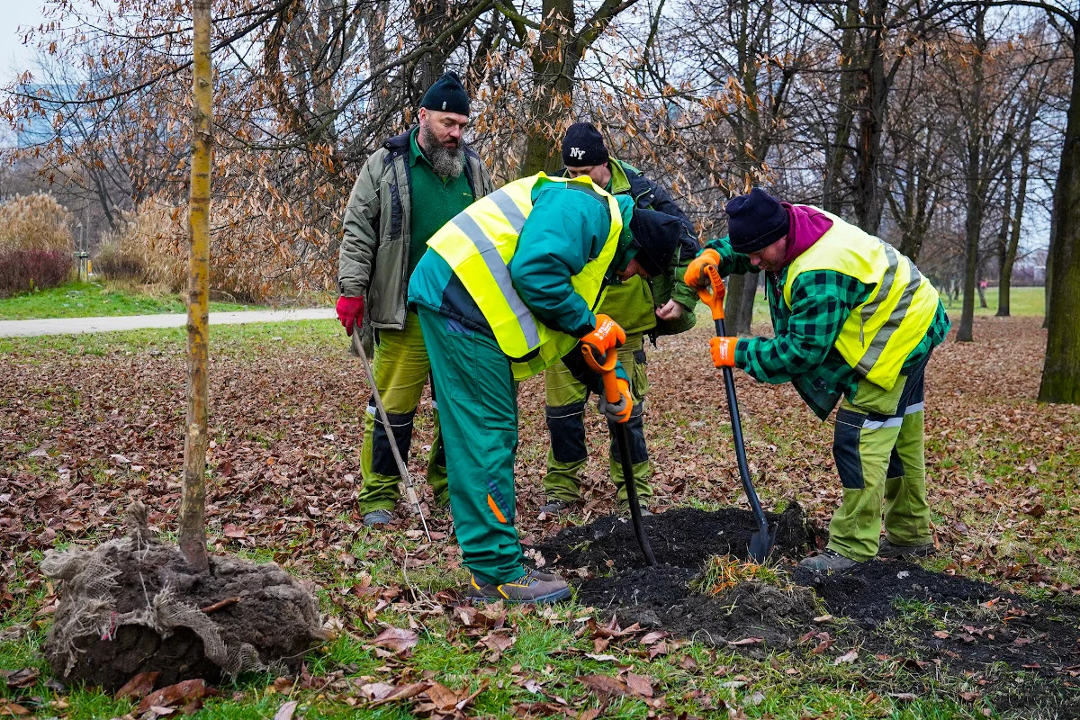 Jesienne nasadzenia drzew w Katowicach