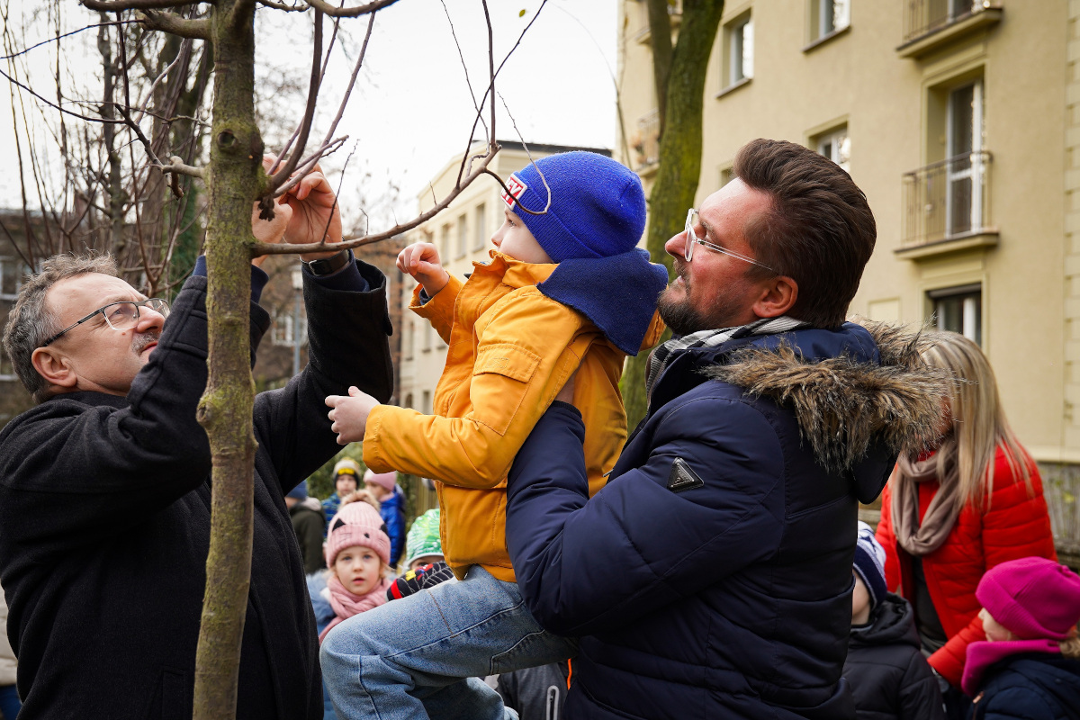 Kolejne drzewa z aplikacji wCOP-ane