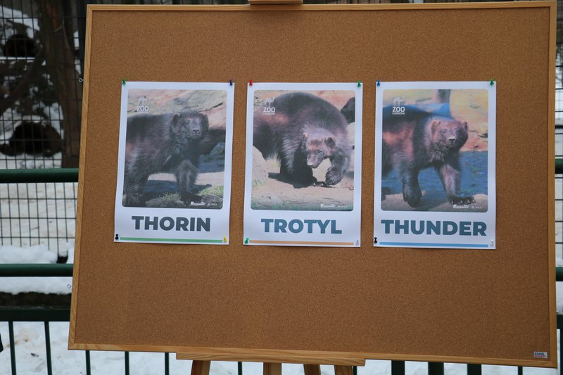 Znamy imiona pierwszych rosomaków urodzonych w polskim ZOO!