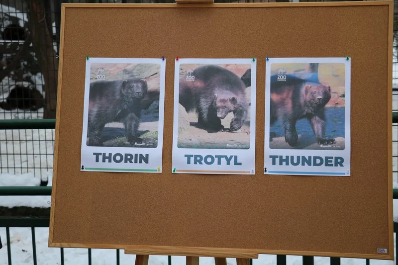 Znamy imiona pierwszych rosomaków urodzonych w polskim ZOO!