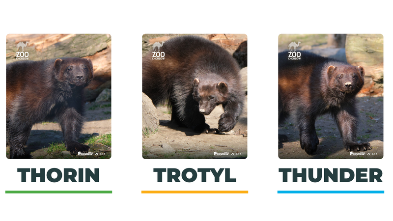 Znamy imiona pierwszych rosomaków urodzonych w polskim ZOO!