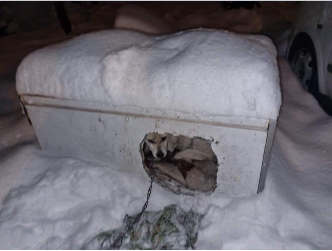 Opuszczone i zaniedbane. Policjanci odebrali psy właścicielowi