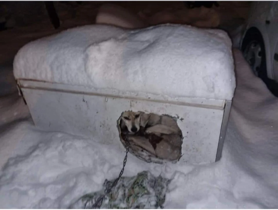 Opuszczone i zaniedbane. Policjanci odebrali psy właścicielowi