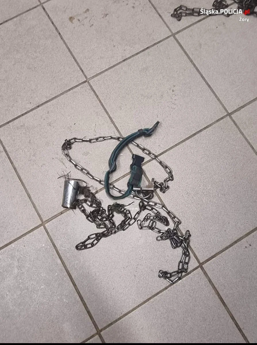Opuszczone i zaniedbane. Policjanci odebrali psy właścicielowi