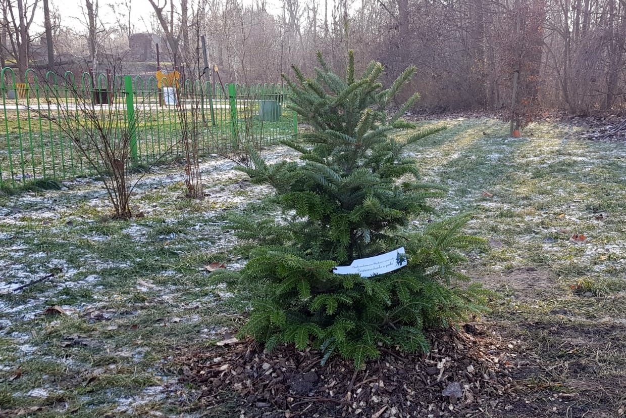 Nie wiesz co zrobić z choinką po świętach? Daj jej drugie życie