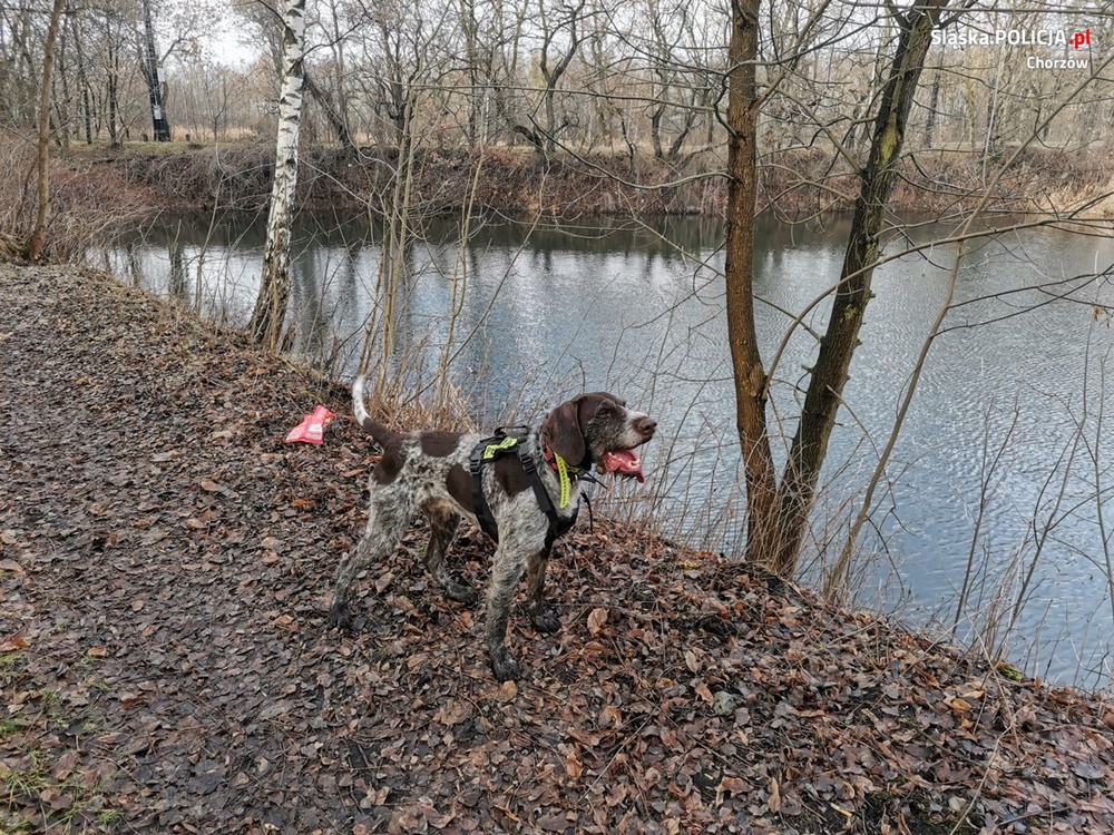 Ruda Śląska: Policja w dalszym ciągu poszukuje zaginionego mieszkańca Chorzowa