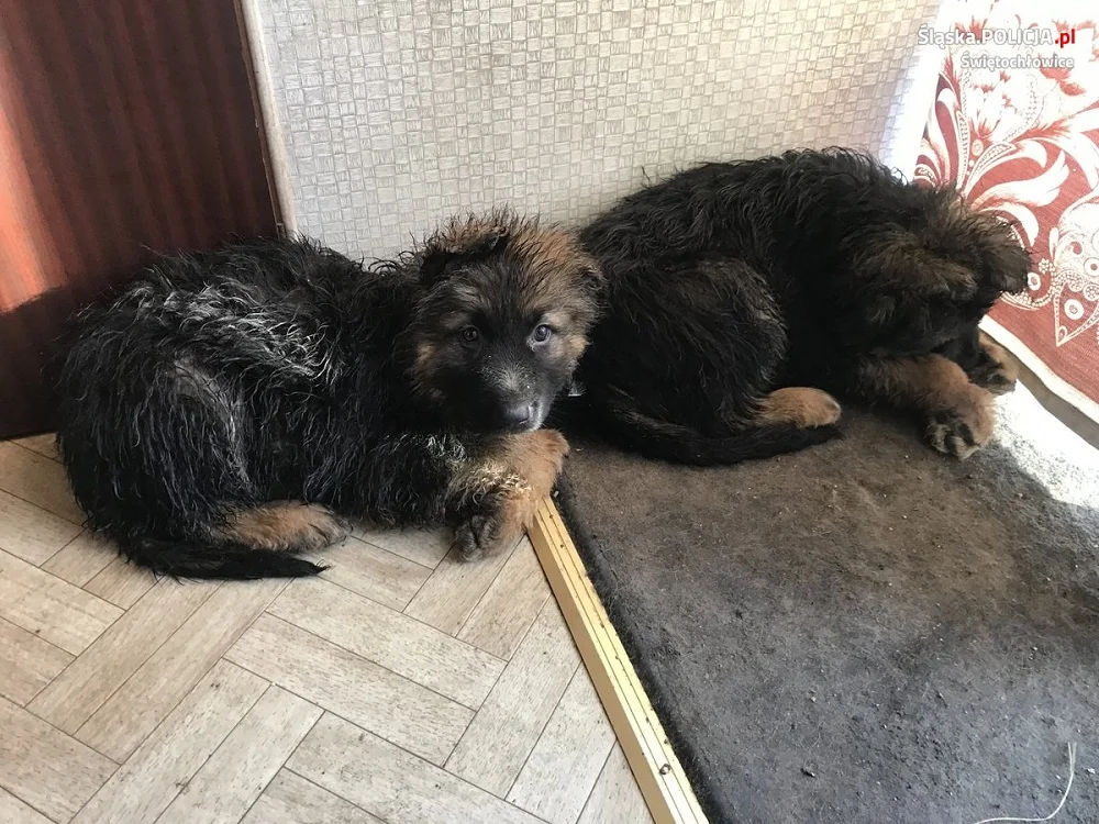 Mieszkaniec Rudy Śląskiej odpowie przed sądem za znęcanie nad zwierzętami