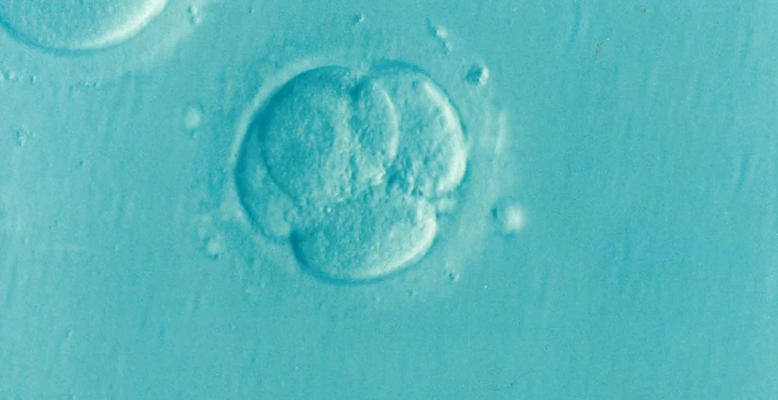 Rusza pierwszy program in vitro dla mieszkańców Pyskowic. Jak skorzystać z dofinansowania?