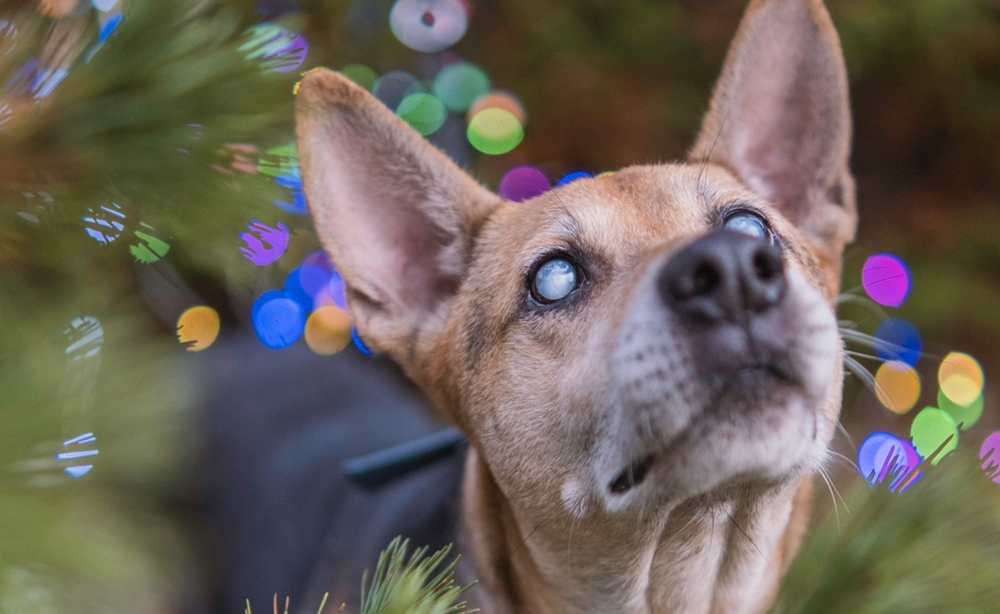 Prawdziwy przyjaciel do wzięcia. Ile zwierząt przebywa obecnie w gliwickim schronisku?