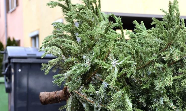 Gdzie w Sosnowcu wyrzucić ciętą choinkę? Sprawdź!