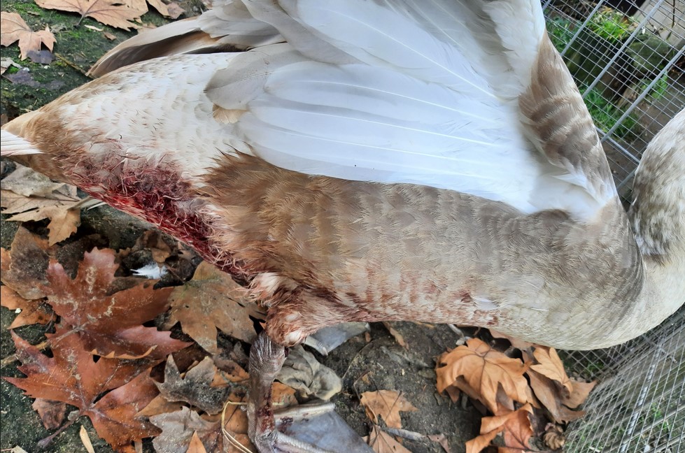 Leśne Pogotowie z sylwestrowo-noworocznym bilansem. Lepiej niż roku temu, ale jest ofiara