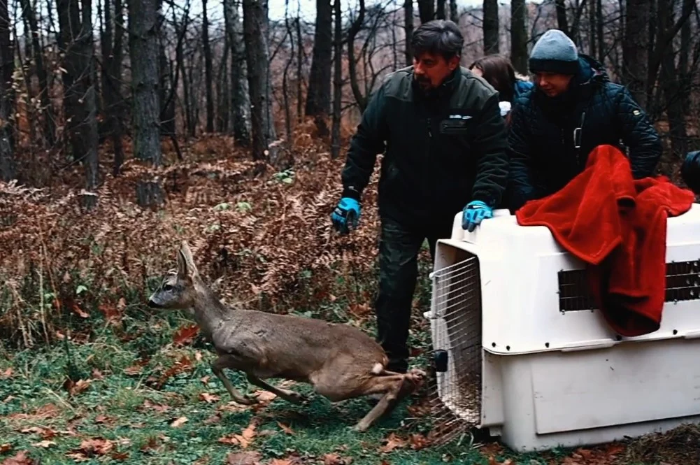Leśne Pogotowie z podsumowaniem 2022 roku. Ilu zwierzętom pomógł ośrodek w Mikołowie?