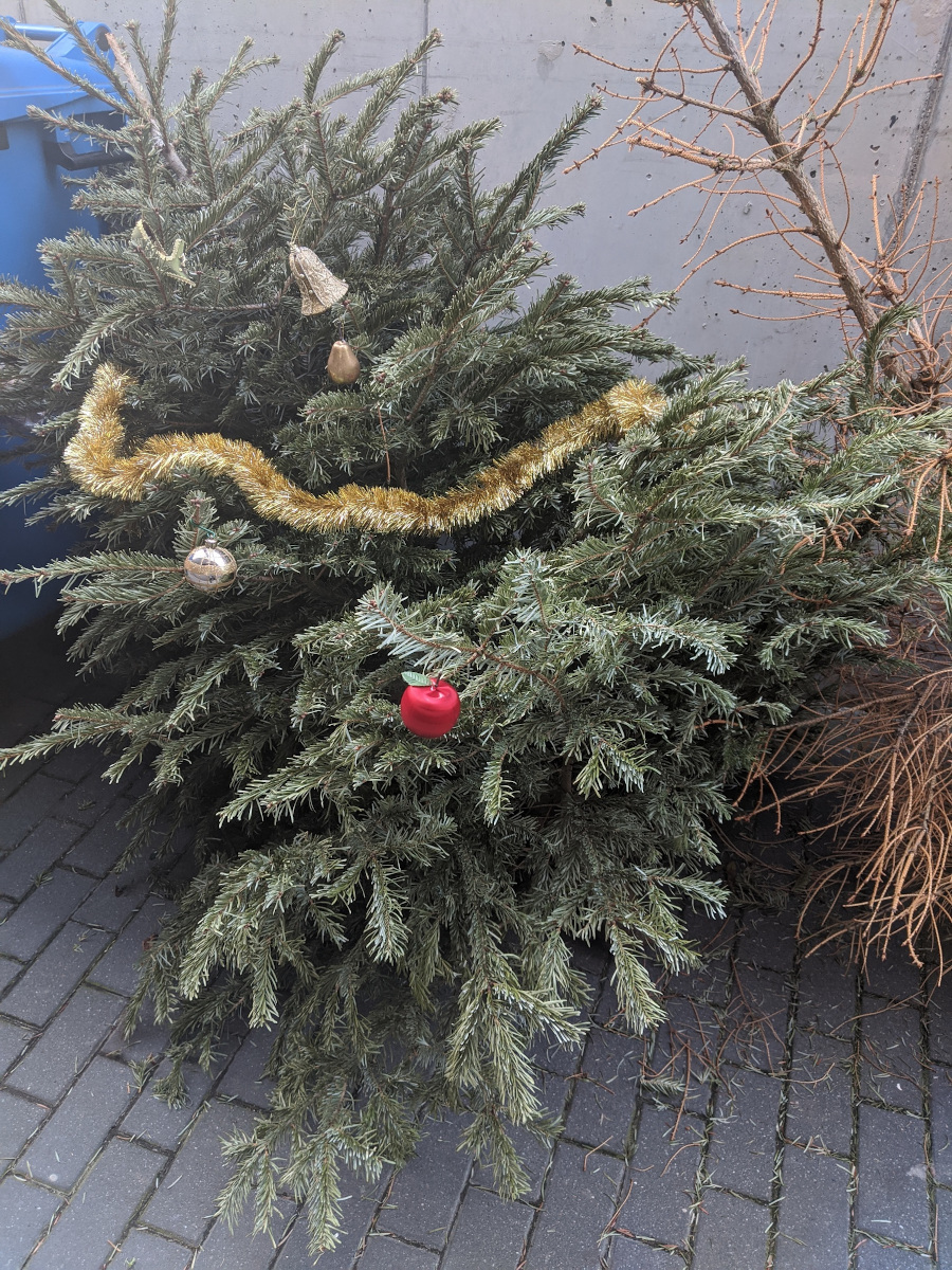 Czy już czas na wyrzucanie choinek?