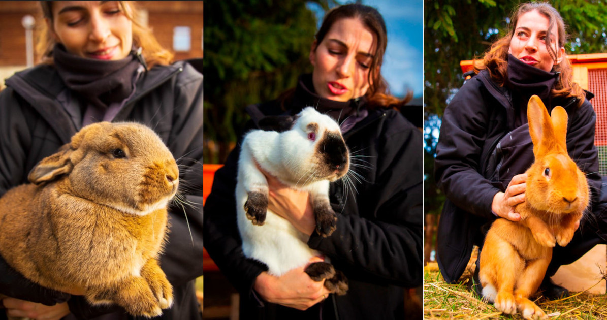 Chorzowski skansen ma nowych mieszkańców. Imiona wybrali dla nich internauci