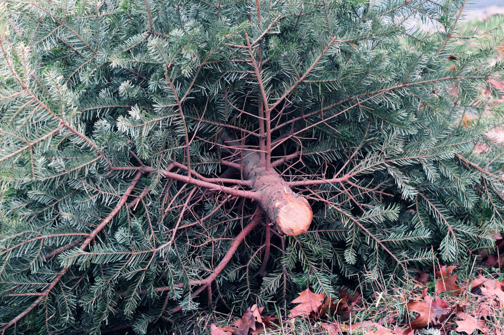 Bożonarodzeniowym choinkom można dać drugie życie. Wkrótce ruszy zbiórka drzewek