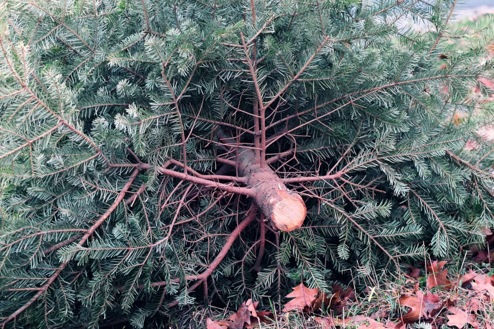Bożonarodzeniowym choinkom można dać drugie życie. Wkrótce ruszy zbiórka drzewek