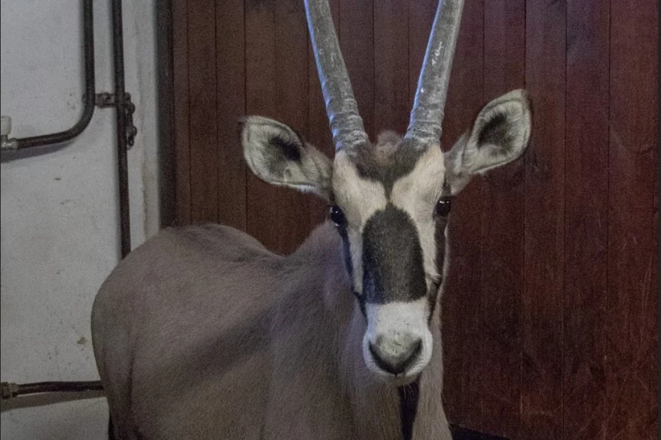Nowy rogaci mieszkańcy Śląskiego Ogrodu Zoologicznego. Kiedy będzie można ich zobaczyć?