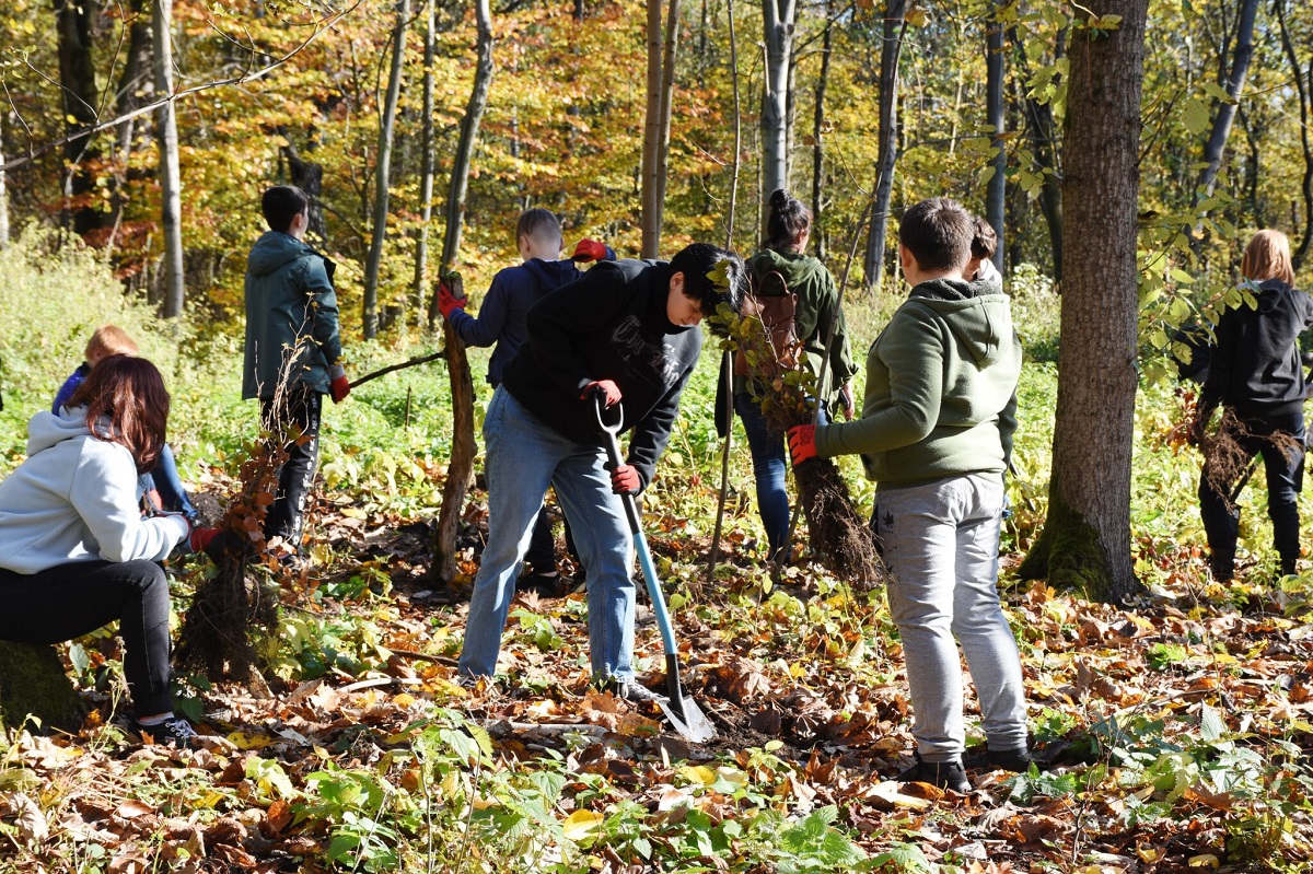 Zabrze jedną z najbardziej zielonych gmin metropolii? W 2021 roku zasadzono tu 1200 drzew