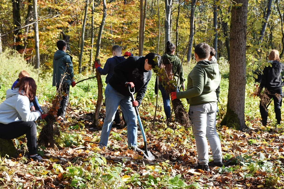 Zabrze jedną z najbardziej zielonych gmin metropolii? W 2021 roku zasadzono tu 1200 drzew