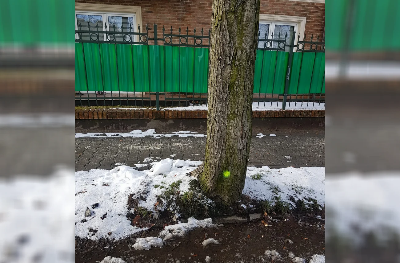 Na drzewach w Rudzie pojawiły się oznaczenia. Czy czeka je wycinka?