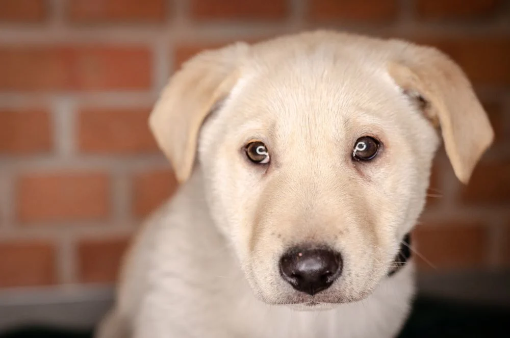 W „Faunie” brakuje karmy dla szczeniaków!