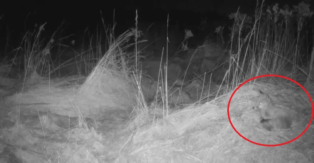 Fotopułapka w lesie uchwyciła lisa. Jakie inne zwierzęta mieszkają w naszym mieście?