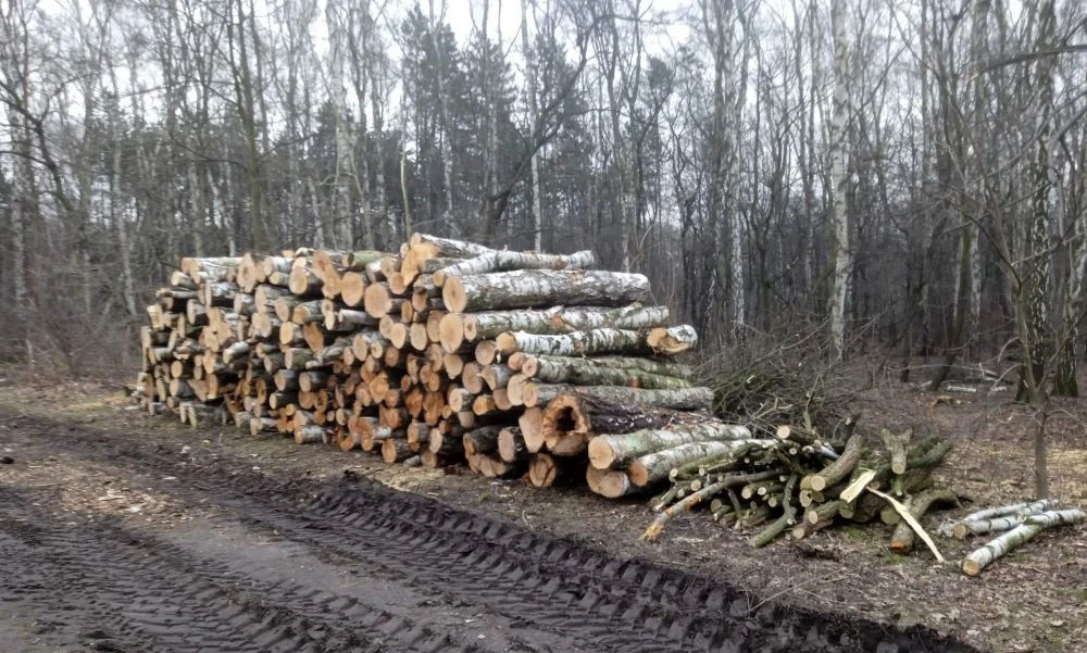 Masowa wycinka drzew w okolicach halembskiej "Polany”. Jaki jest jej powód?