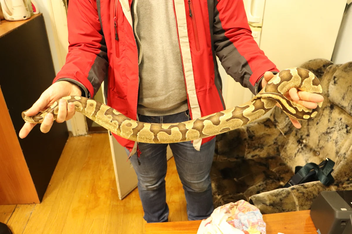 Pyton królewski znaleziony w pociągu do Szczecina. Paczka zaczęła się ruszać i syszeć...