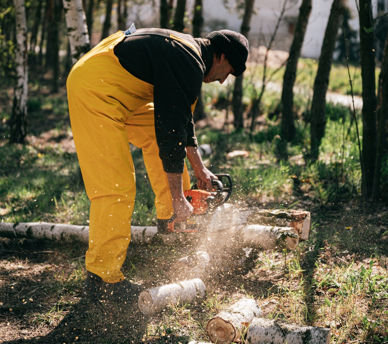 Kiedy jest dobry moment na przycinkę drzew?