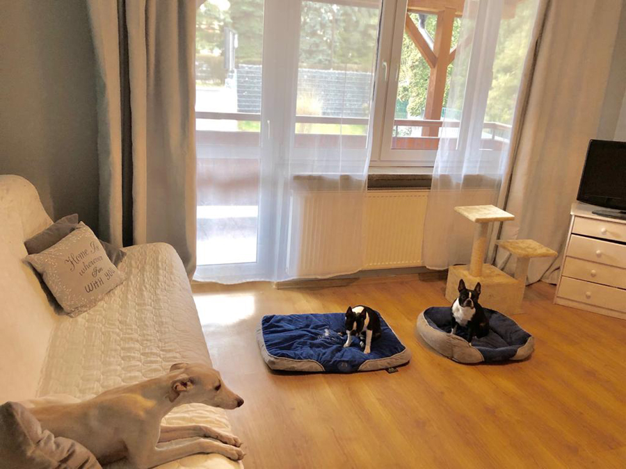 Nowoczesne usługi dla psów – czym są?