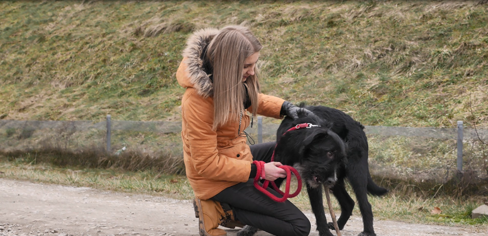 Bieg na 6 łap i wielkie serce. Pracownicy promują adopcję bezpańskich zwierząt