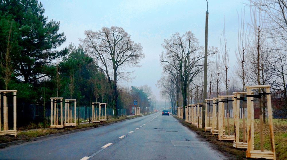 #ZieloneGliwice. Przybyło ponad 300 nowych drzew!